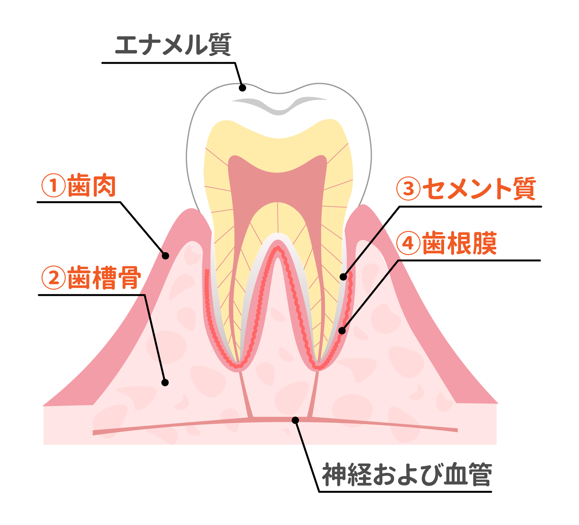 歯断面図